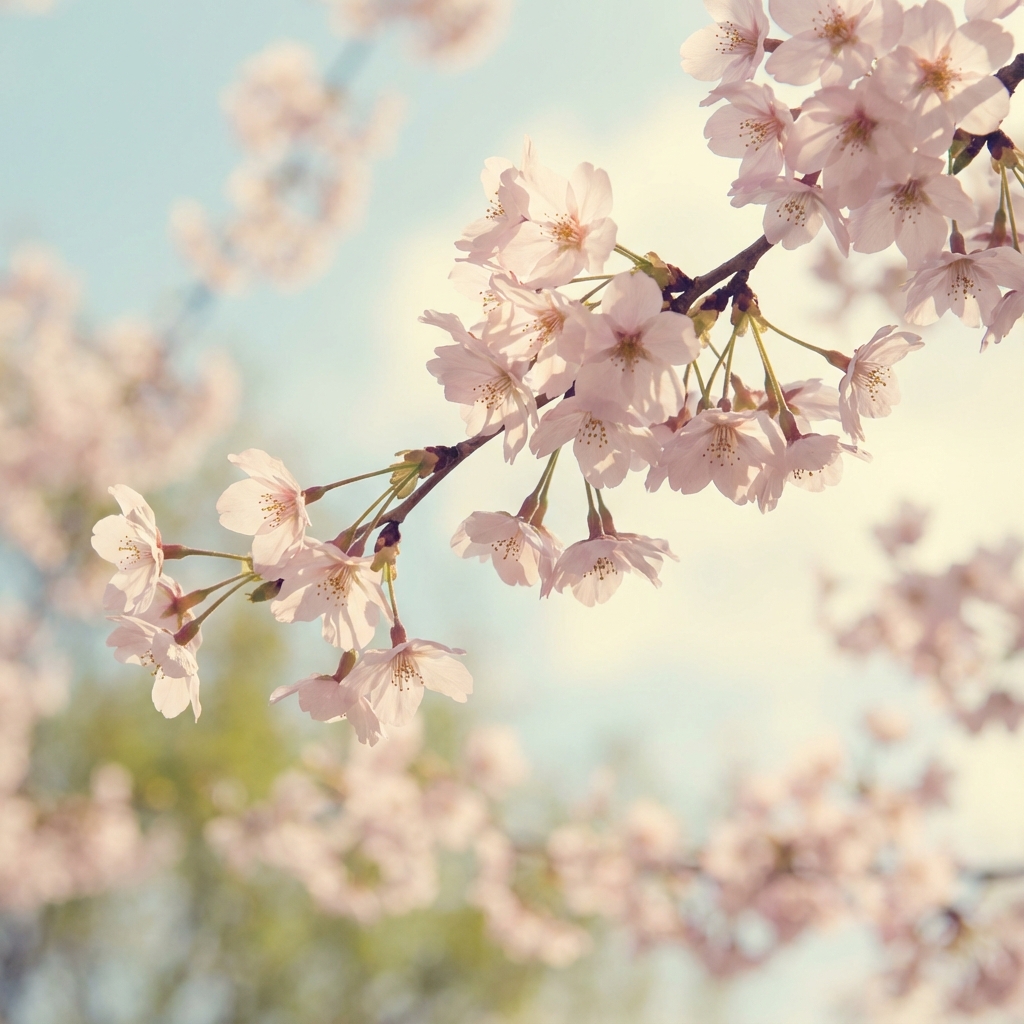 Rose memorial template